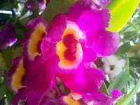 Scented Dendrobium Nobile, Grower's Choice