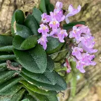 Schoenorchis Seidenfadenii