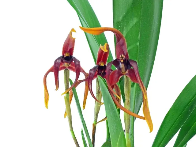 Maxillaria nigrescens (Maxillaria)