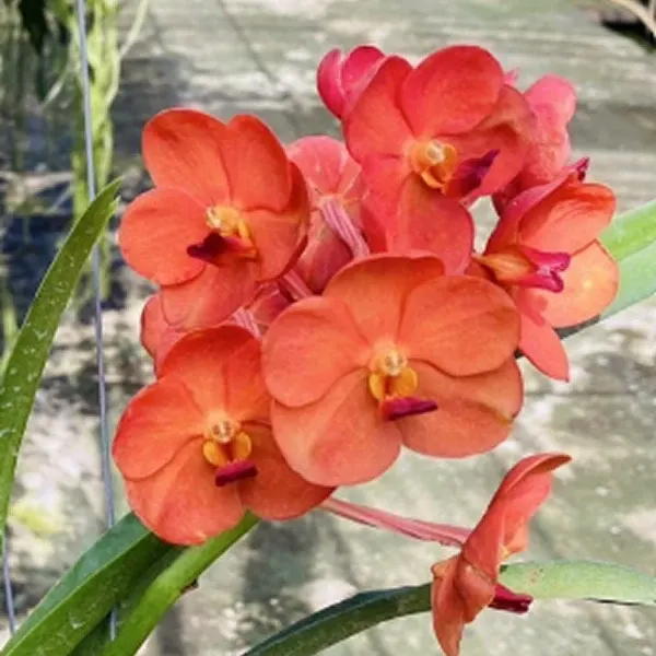 Vanda Wilas x Dr.Anek