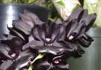 Monn. Millennium Magic 'Witchcraft' FCC/AOS (MCTM 3) ( - - Catasetinae subtribe ) Monn.=Monnierara (Catasetum x Cycnoches x Mormodes)