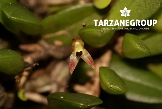 Pleurothallis minutalis (Pleurothallis)