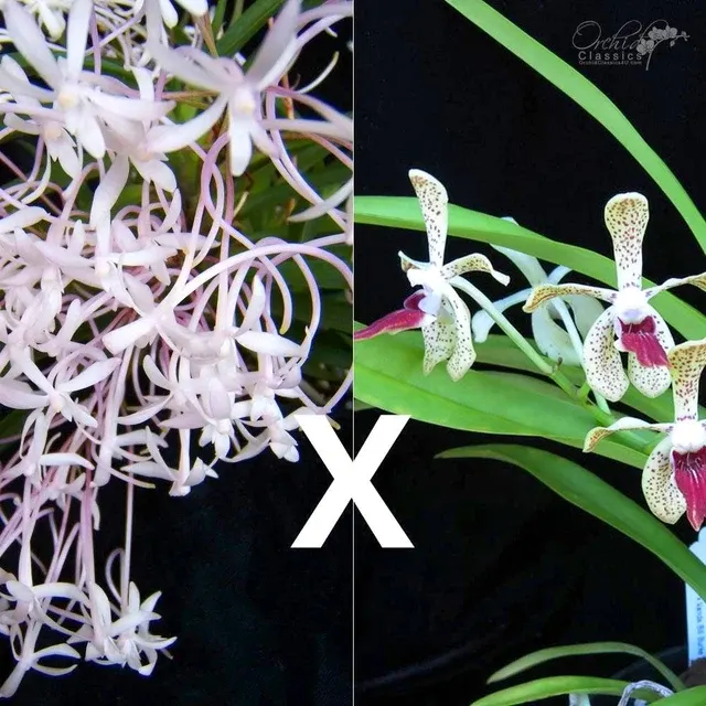 Vanda Paki X Vanda Falcata Vanda X Neofinetia Falcata