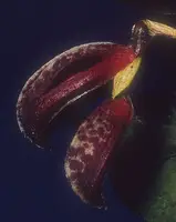Zootrophion dayanum