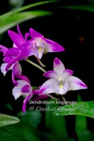 Dendrobium kingianum Species Fragrant — 5" pot
