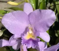 Lc. Blue Boy 'Gainsborough' HCC/AOS.