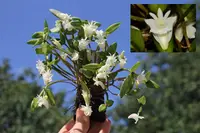 Dendrobium hymenanthum