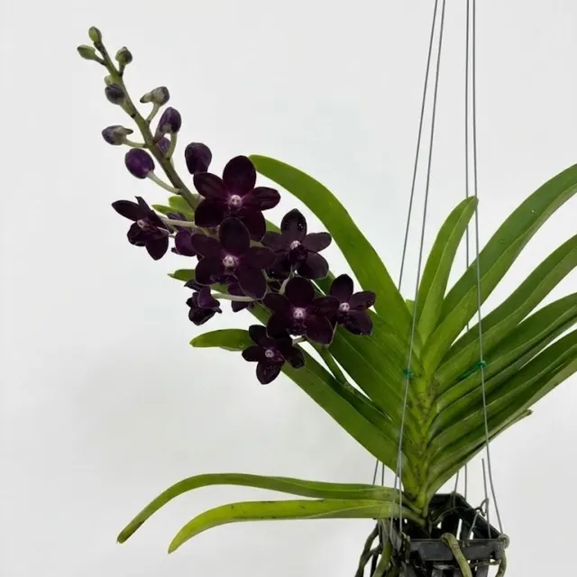 Vanda Sri-Siam (Vanda)