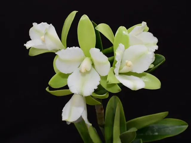 Cattleya tigrina f albina x 'Trilabelo' (Cattleya)