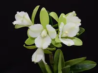 Cattleya tigrina f. albina x 'Trilabelo'