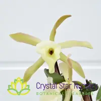 Rhyncholaelia Glauca
