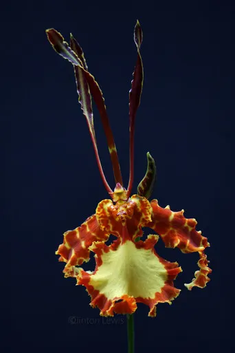 Psychopsis Mendenhall FCC/AOS 'Hildos' (Psychopsis)