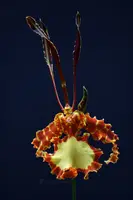 Psychopsis Mendenhall 'Hildos' FCC/AOS (Butterfly x papillio)