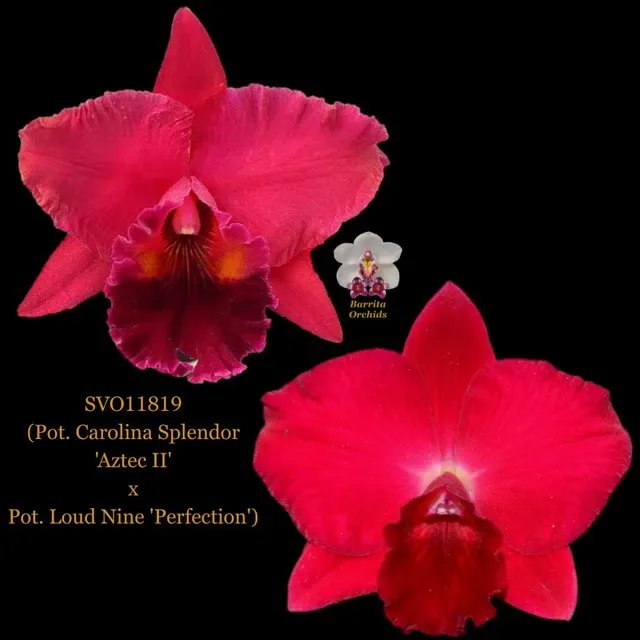 Cattleya Orchid Hybrid SVO11819 'Aztec II'