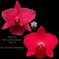 Cattleya Orchid Hybrid SVO11819 (Pot. Carolina Splendor 'Aztec II' x Pot. Loud Nine 'Perfection')