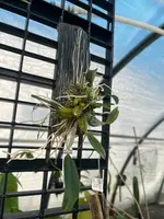 Dendrobium lindleyi