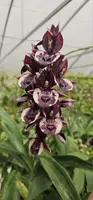 Catasetum