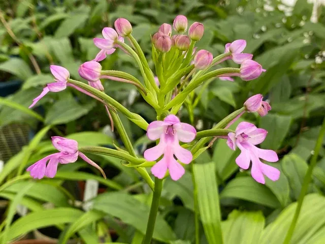 Cynorkis purpurea