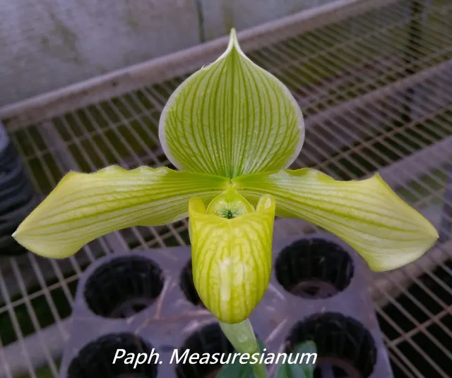 Paphiopedilum Measuresianum (Paphiopedilum)