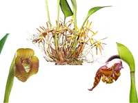 Maxillaria Bundle