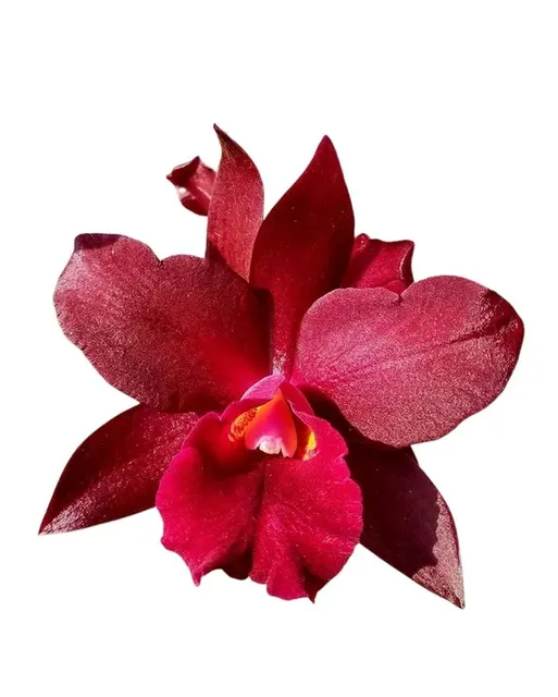 Cattleya Alliance - Potinara Pop City