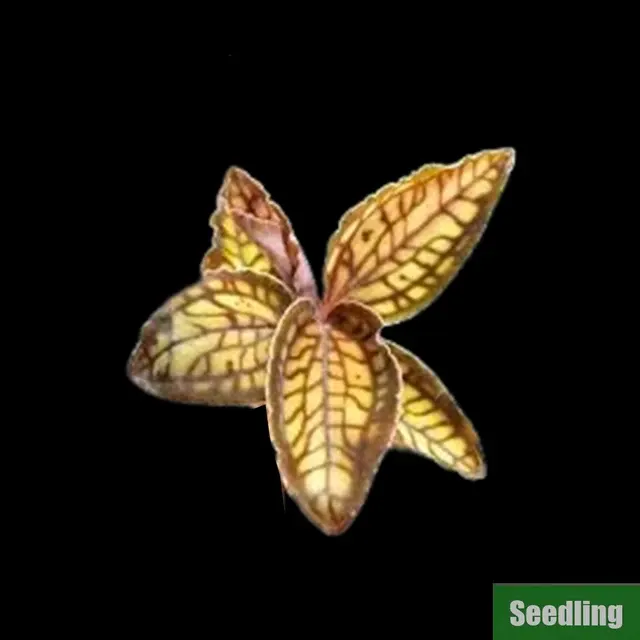Cystorchis variegata