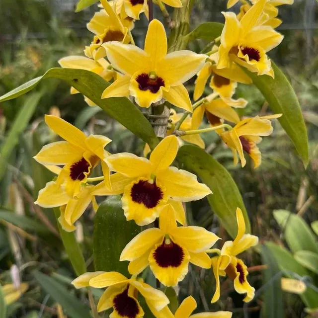 Dendrobium Ching Ann Luck 'Outter Splash'
