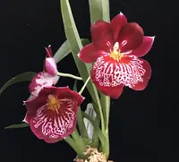 Miltoniopsis Breathless 'Florence;'