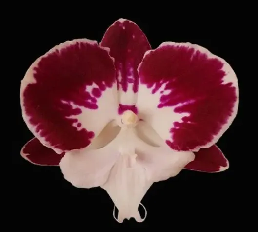 Phalaenopsis Thinkerbell (Phalaenopsis)