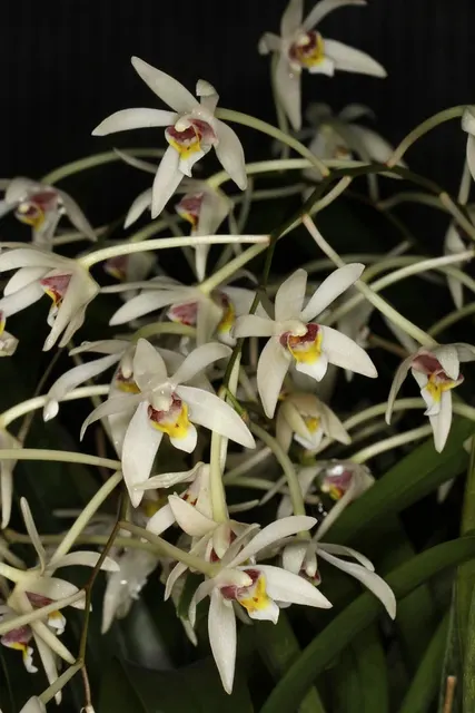 Epigeneium cymbidioides (Epigeneium)