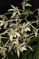 Epigeneium cymbidioides