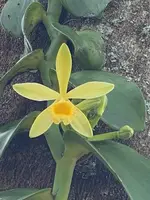 Variegated Vanilla Planifolia Orchid Cutting 12 Inch Live Unrooted Vine
