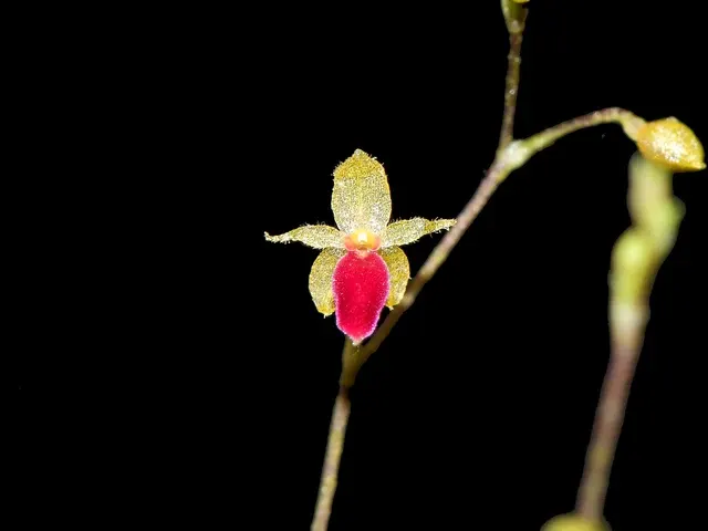 Platystele portillae (Platystele)