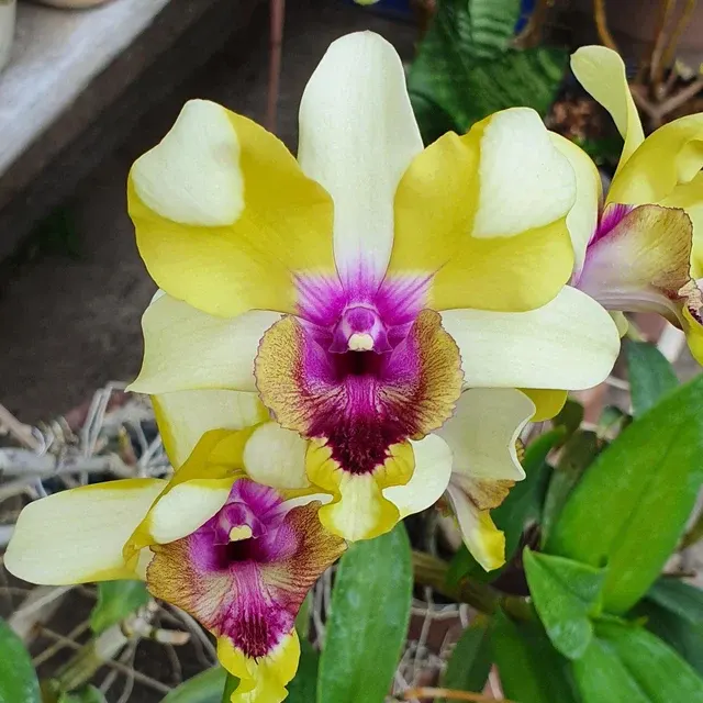 Dendrobium Nopporn Star Bright '#1529'