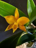 C.Aurantiaca 'Spots' x Ctna. Why Not 'Yellow'