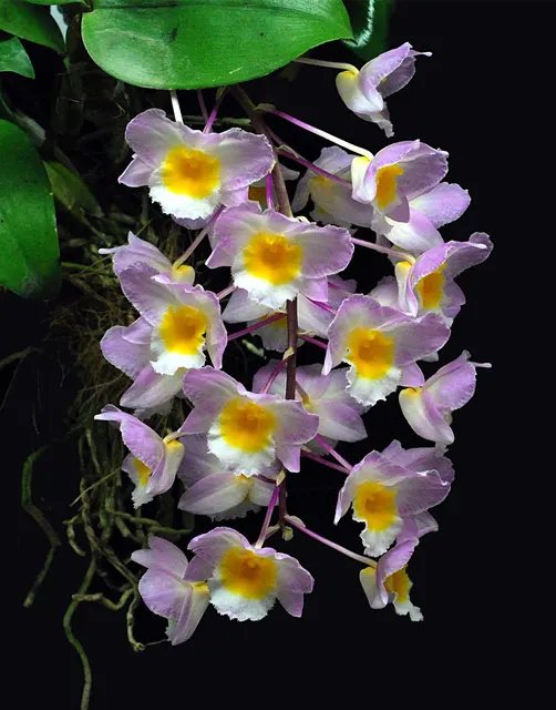 Dendrobium farmeri s (Dendrobium)