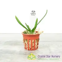 Angraecum Rutenbergianum