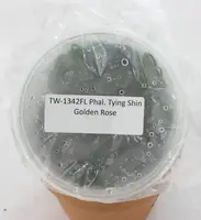 FLASK Phal. Tying Shin Golden Rose