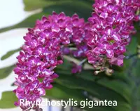 Rhy. gigantea (Spots) (RHYGS) ( - - Rhynchostylis ) Rhy.=Rhynchostylis