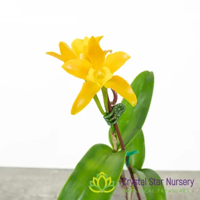 Cattleya Chocolate Drops 'Yellow Chiffon' (Cattleya)