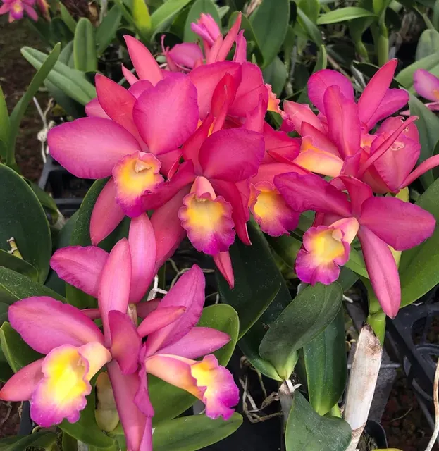 Laeliocattleya Secret Love 'KB'