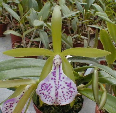 Brassocattleya Binosa