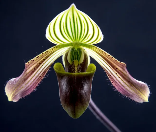 Paphiopedilum urbanianum (Paphiopedilum)