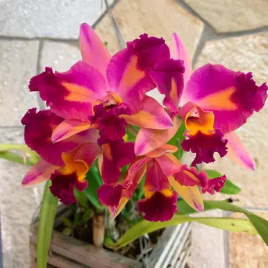 Cattleytonia Tropical Aurora 'PGC' (Cattleytonia)