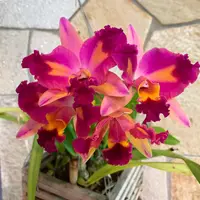 FLASK | Ctt. Tropical Aurora 'PGC' x self | SapphireChild Orchids