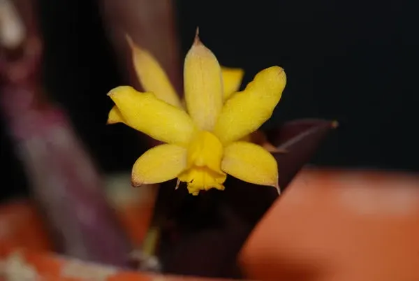 Laelia bradei