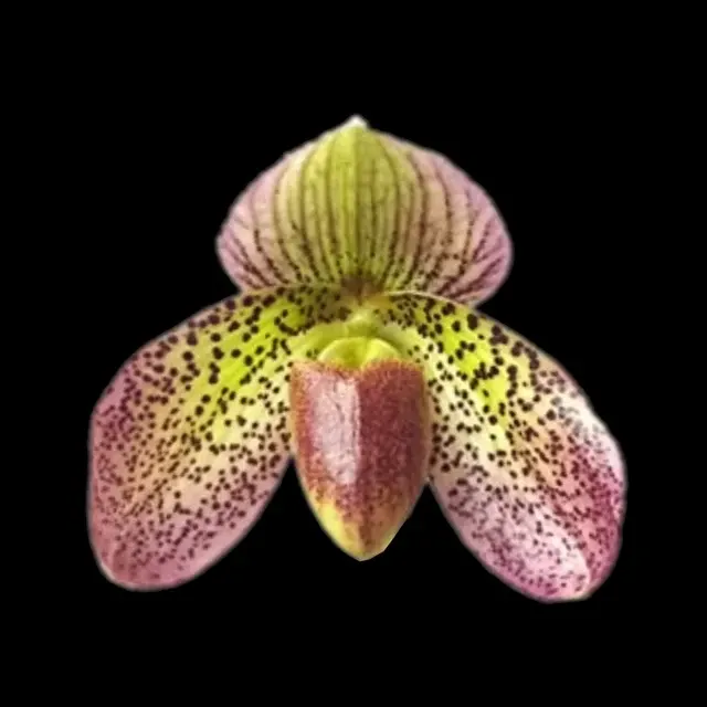 Paphiopedilum Red Aura