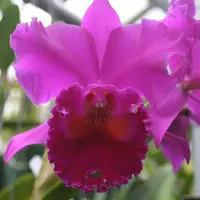 Blc. Amy Wakasugi `NN' 5" Pot
