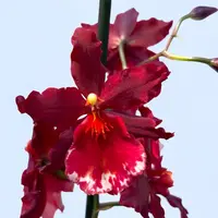 Vuylstekeara Senorita Roja