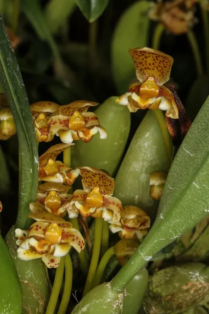 Bulbophyllum Monanthum (Bulbophyllum)